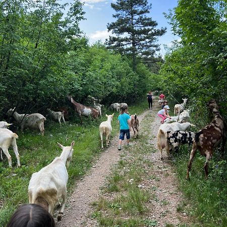 Tmbin'S Barn - Nature, Horses, Family 세자나 외부 사진