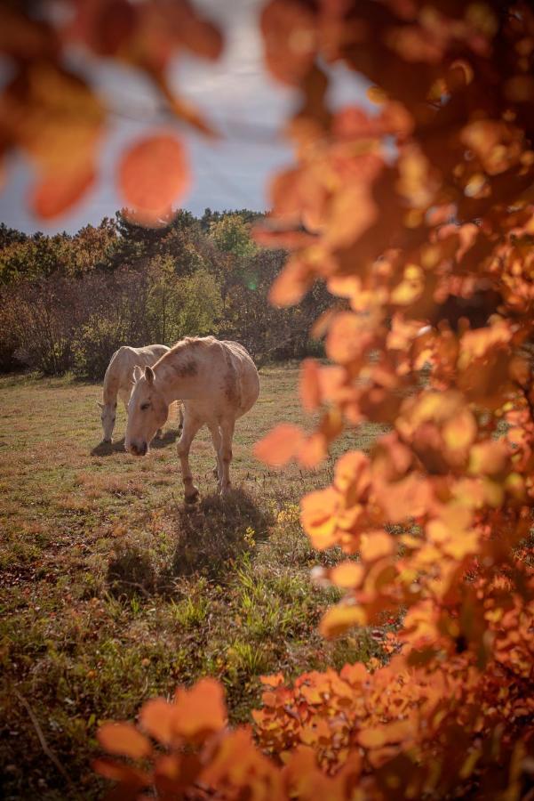 Tmbin'S Barn - Nature, Horses, Family 세자나 외부 사진