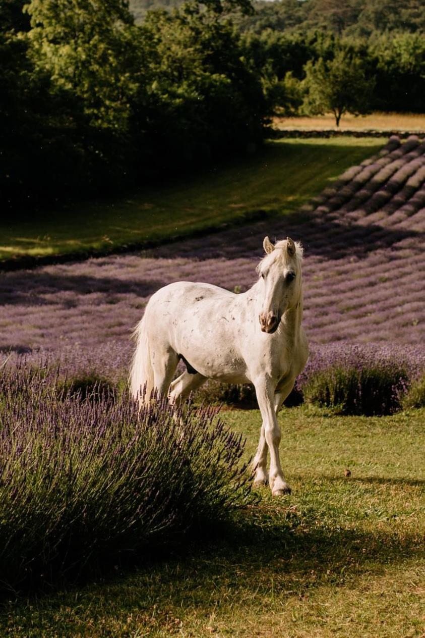 Tmbin'S Barn - Nature, Horses, Family 세자나 외부 사진